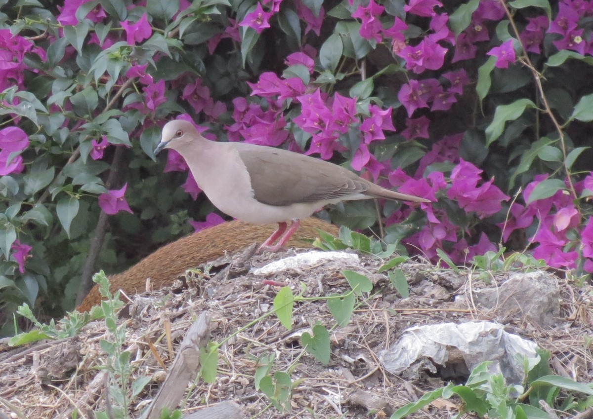 White-tipped Dove - ML141958361