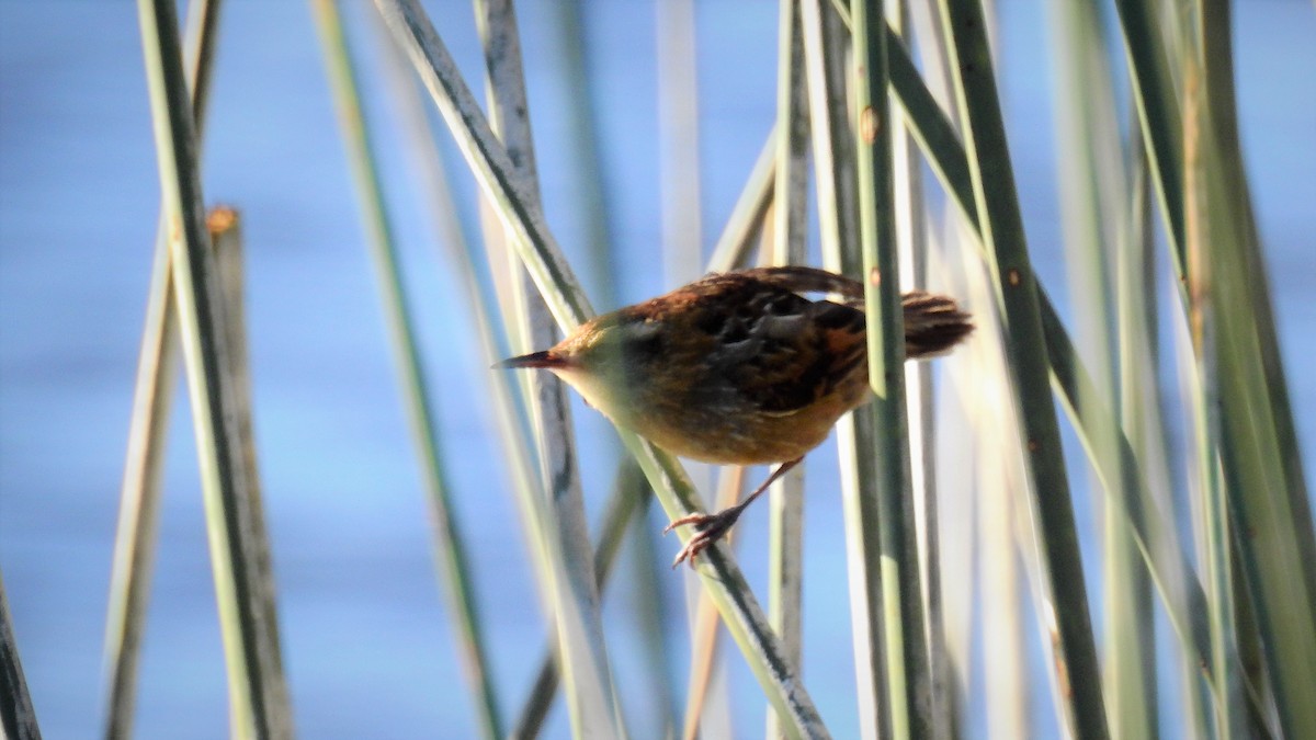 Wren-like Rushbird - Pablo Alejandro Pla