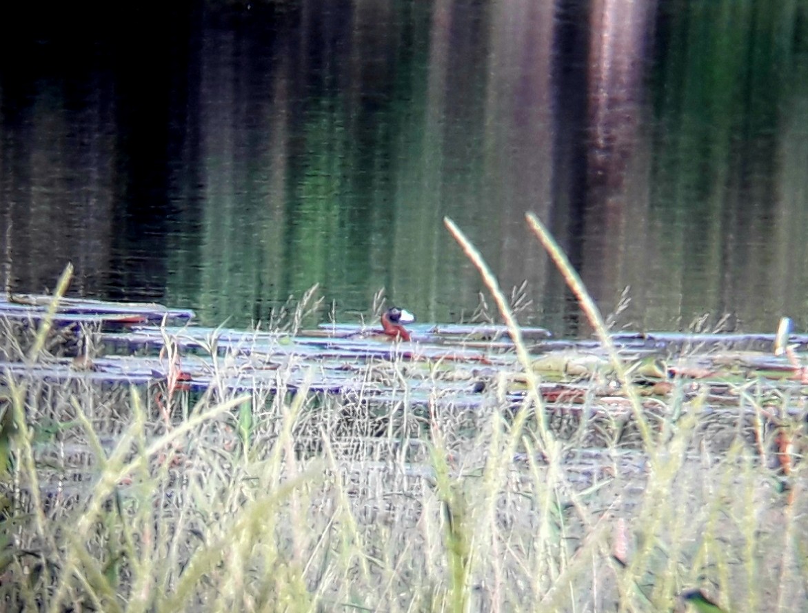 Masked Duck - ML141958831