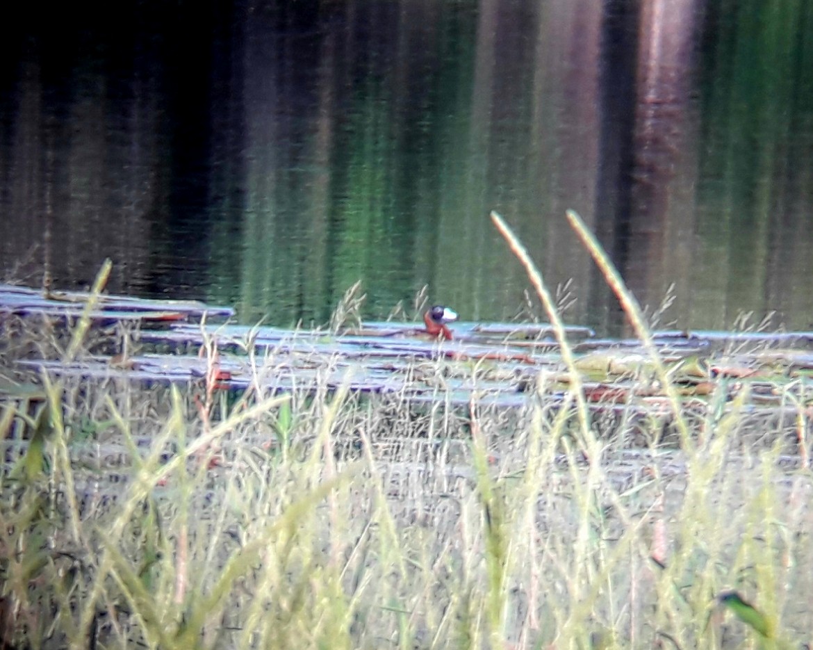 Masked Duck - ML141958841