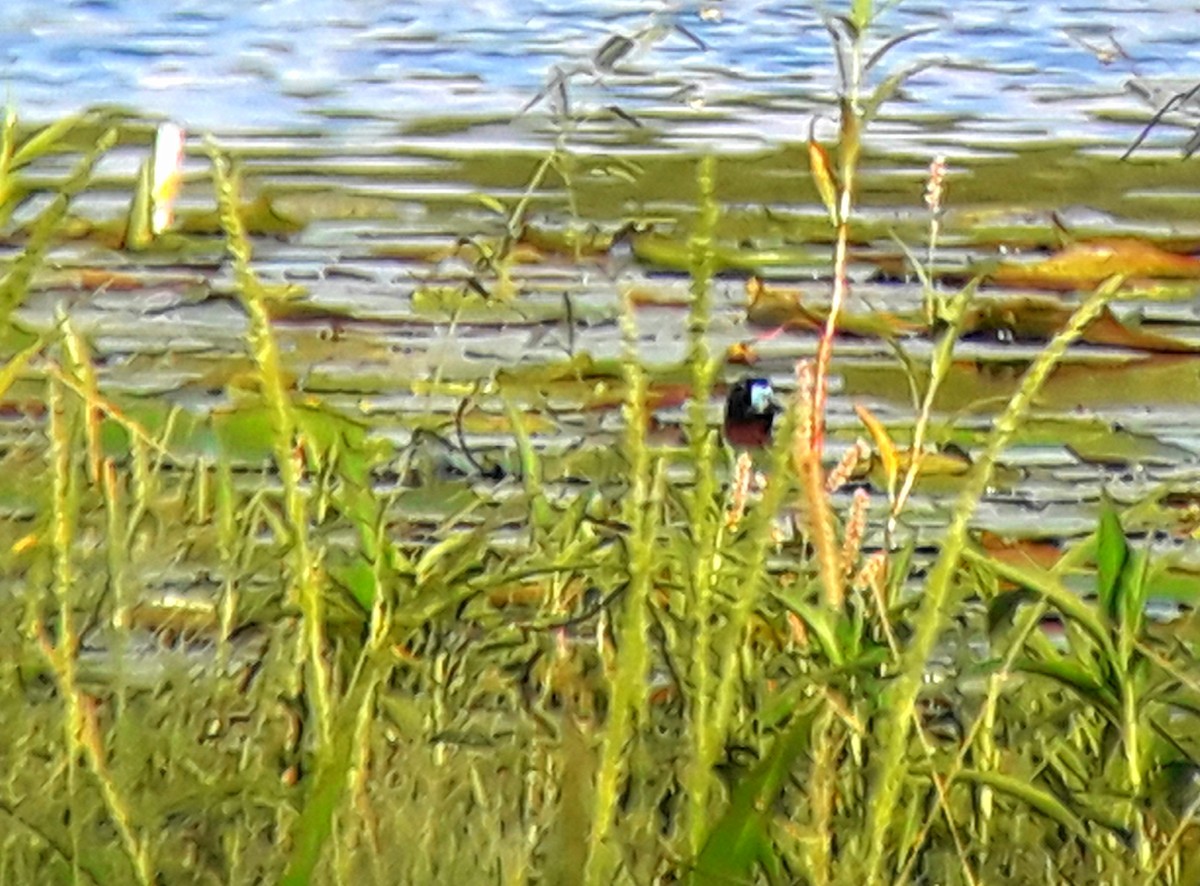 Masked Duck - ML141958861