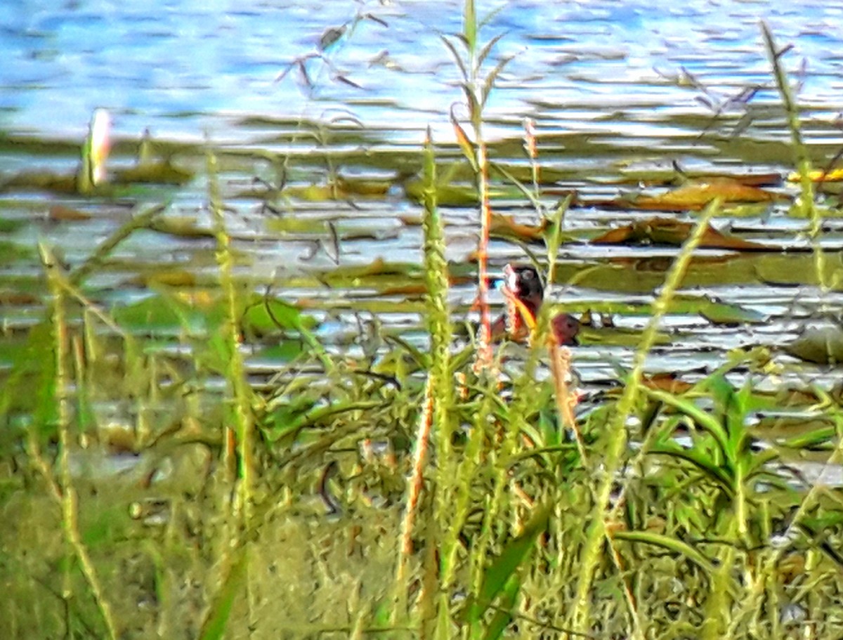 Masked Duck - ML141958871