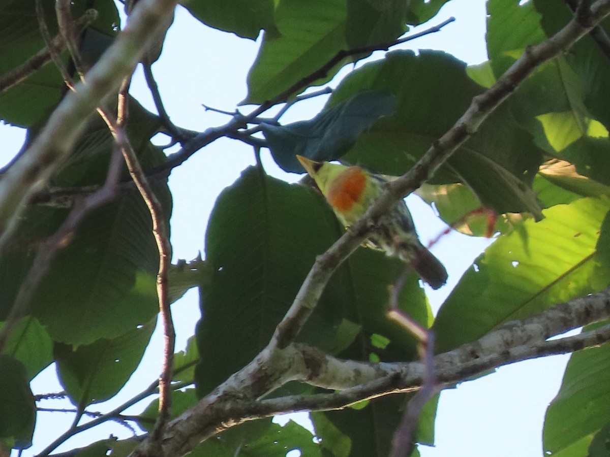 Lemon-throated Barbet - ML141959241