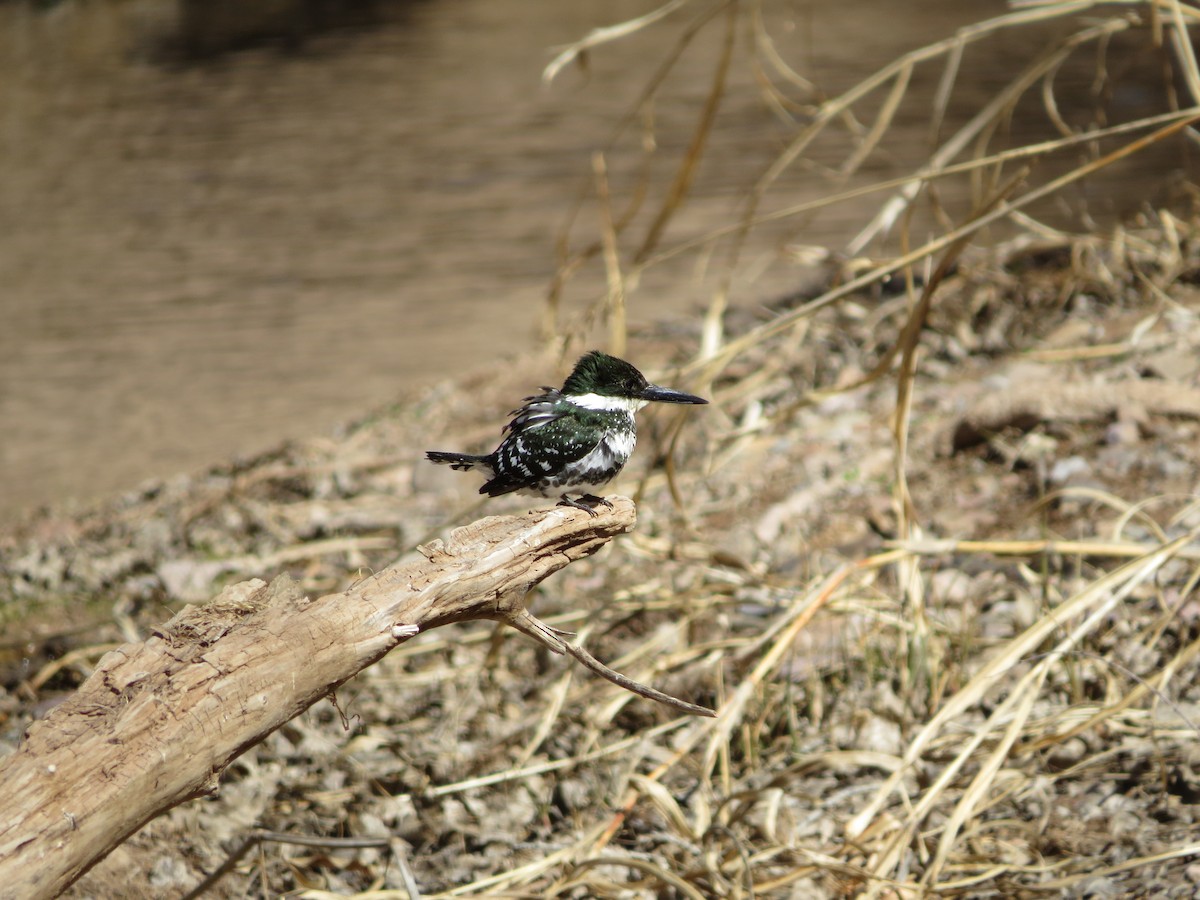 Green Kingfisher - ML141959331