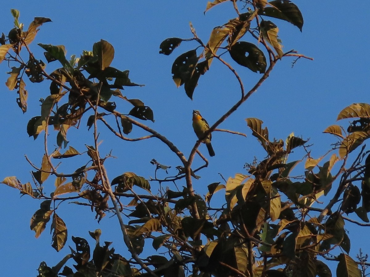 Gilded Barbet - ML141959511