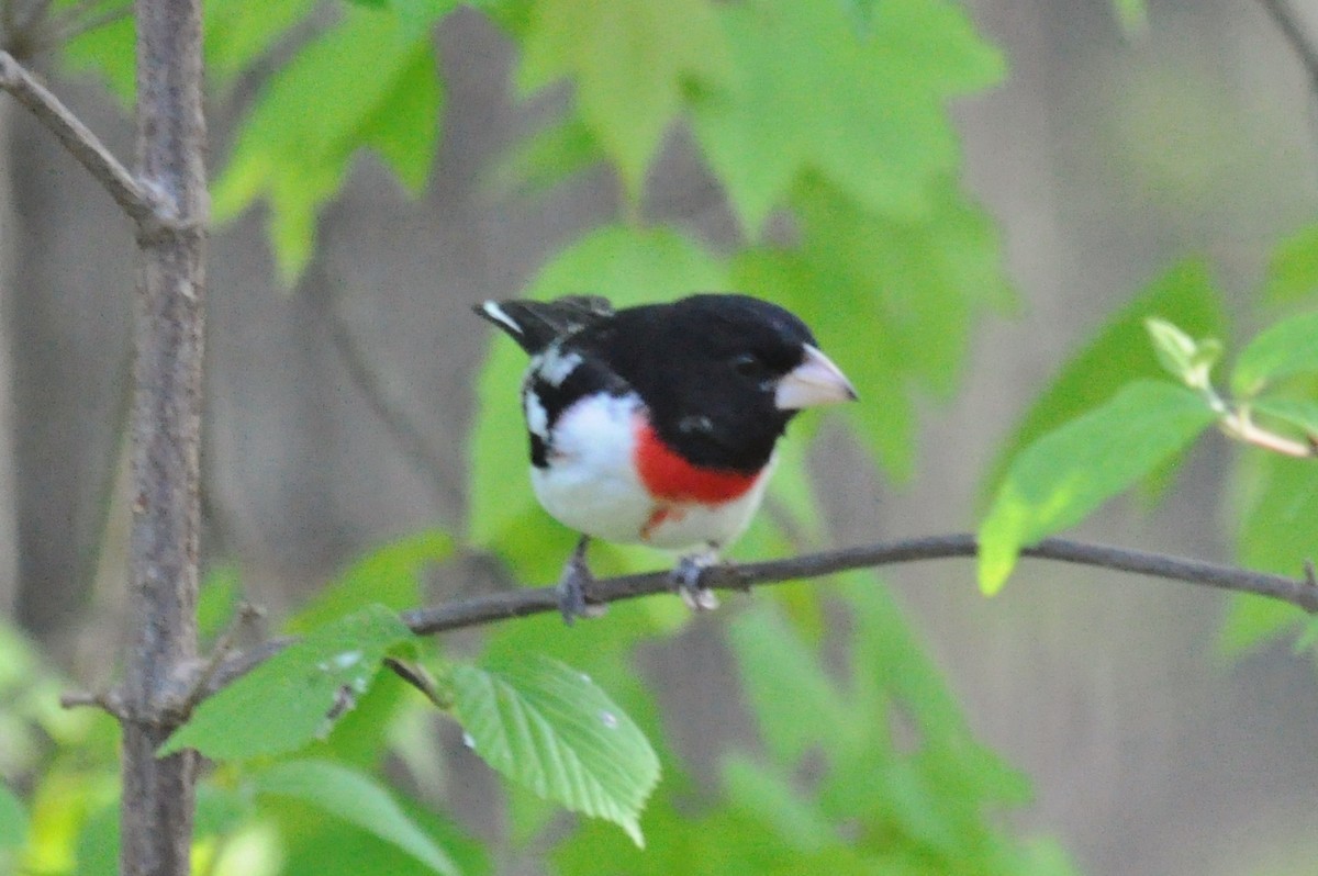 Rose-breasted Grosbeak - ML141959541