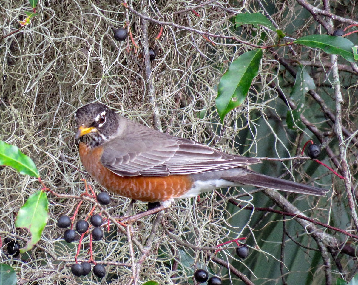 American Robin - ML141959951