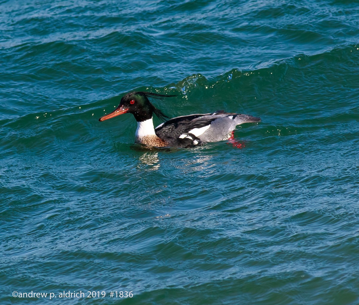 Red-breasted Merganser - ML141960631