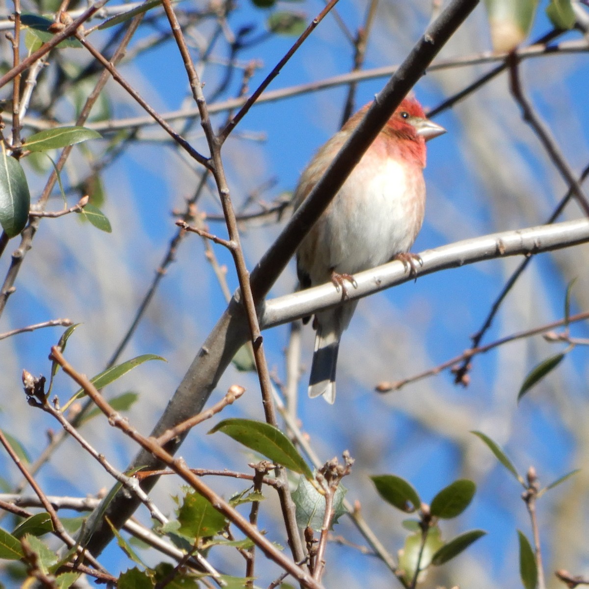 Purple Finch - ML141961061