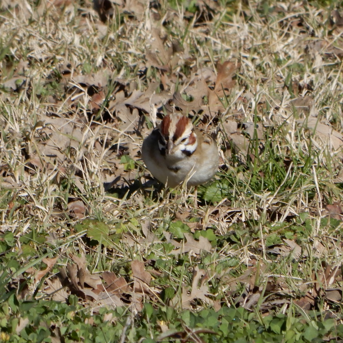 Lark Sparrow - ML141961121