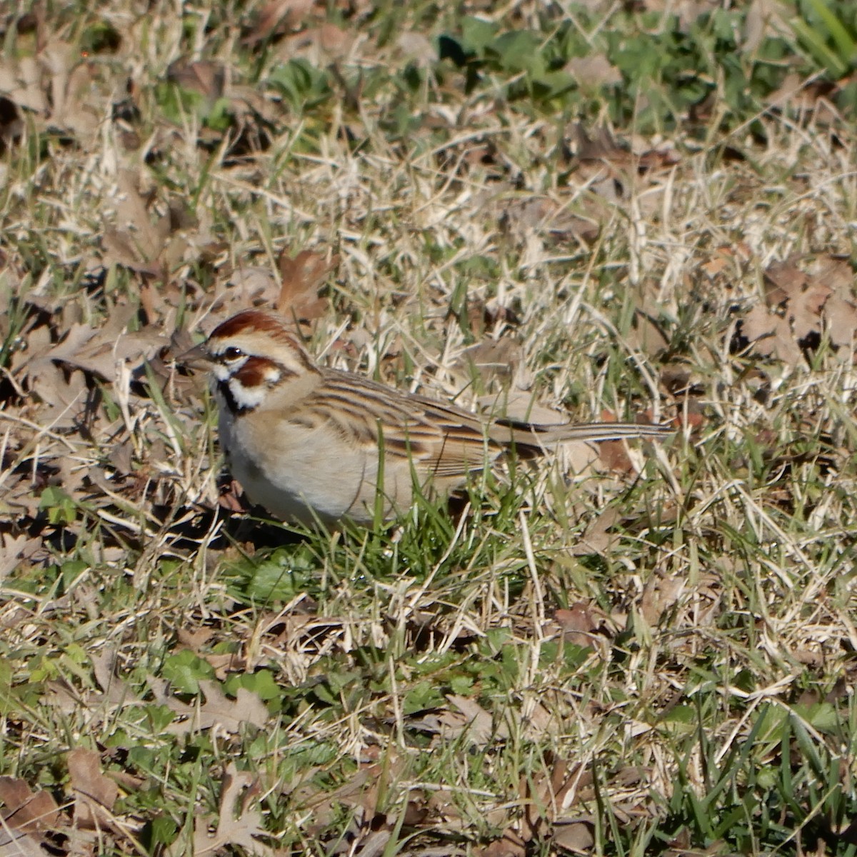 Lark Sparrow - ML141961131