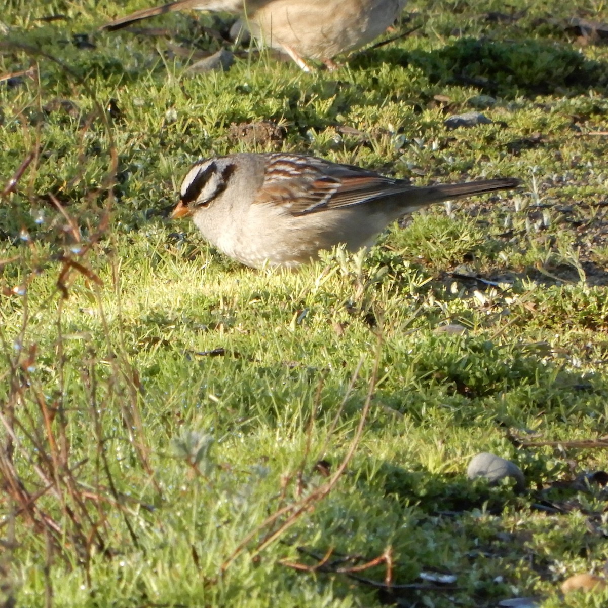 White-crowned Sparrow - ML141961311