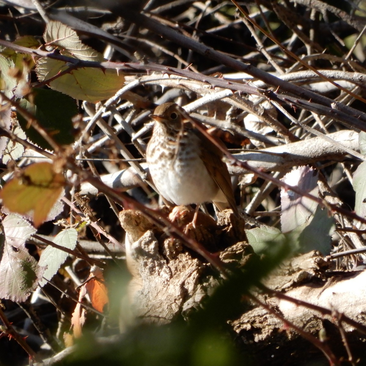 Hermit Thrush - ML141961461