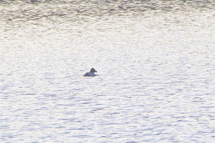 Common Goldeneye - ML141961521