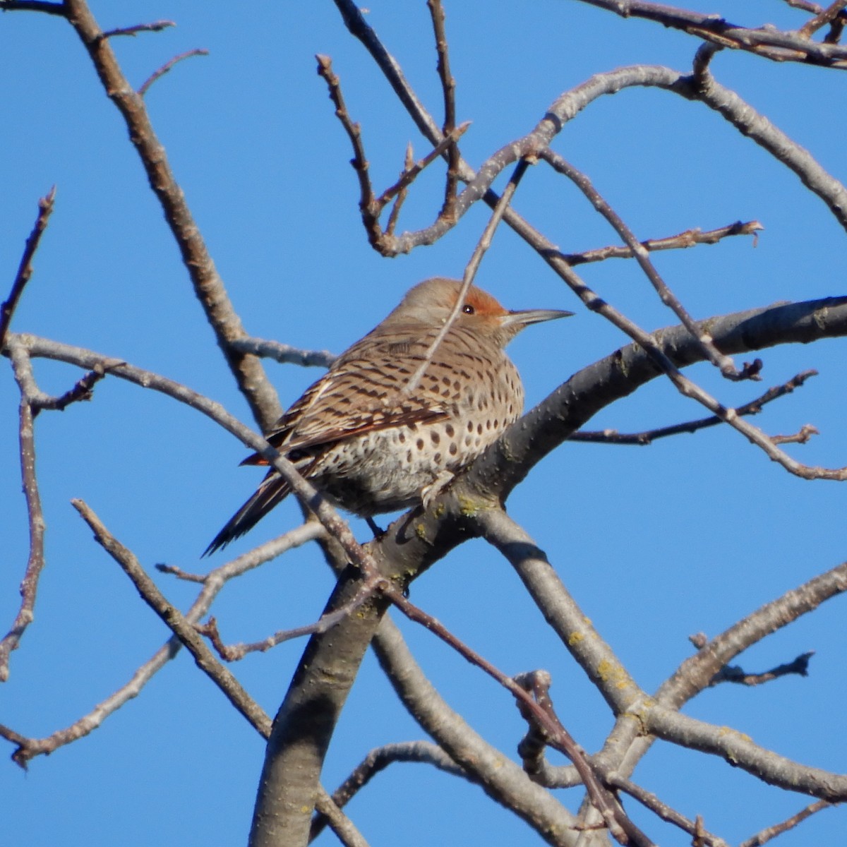 Northern Flicker - ML141961591