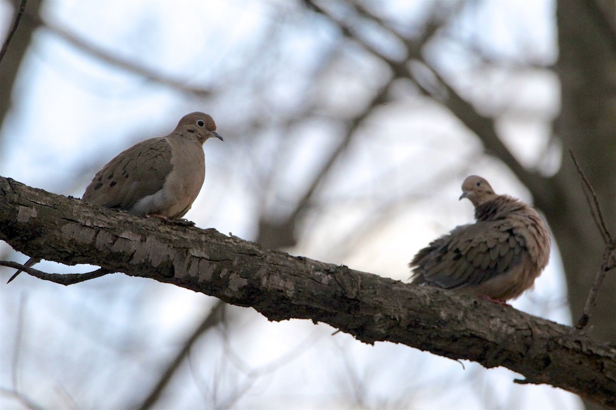 Mourning Dove - ML141961601