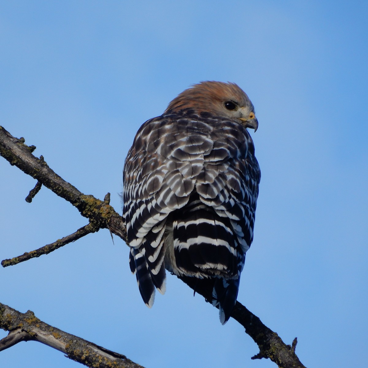 Red-shouldered Hawk - ML141961631