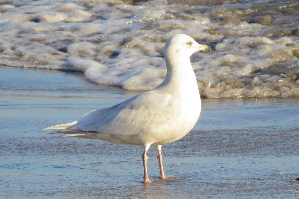 Iceland Gull - ML141962291