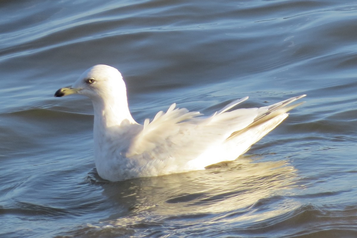 Iceland Gull - ML141962301