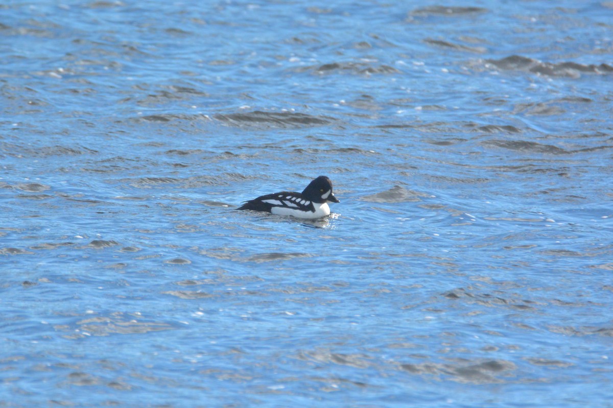 Barrow's Goldeneye - ML141962491