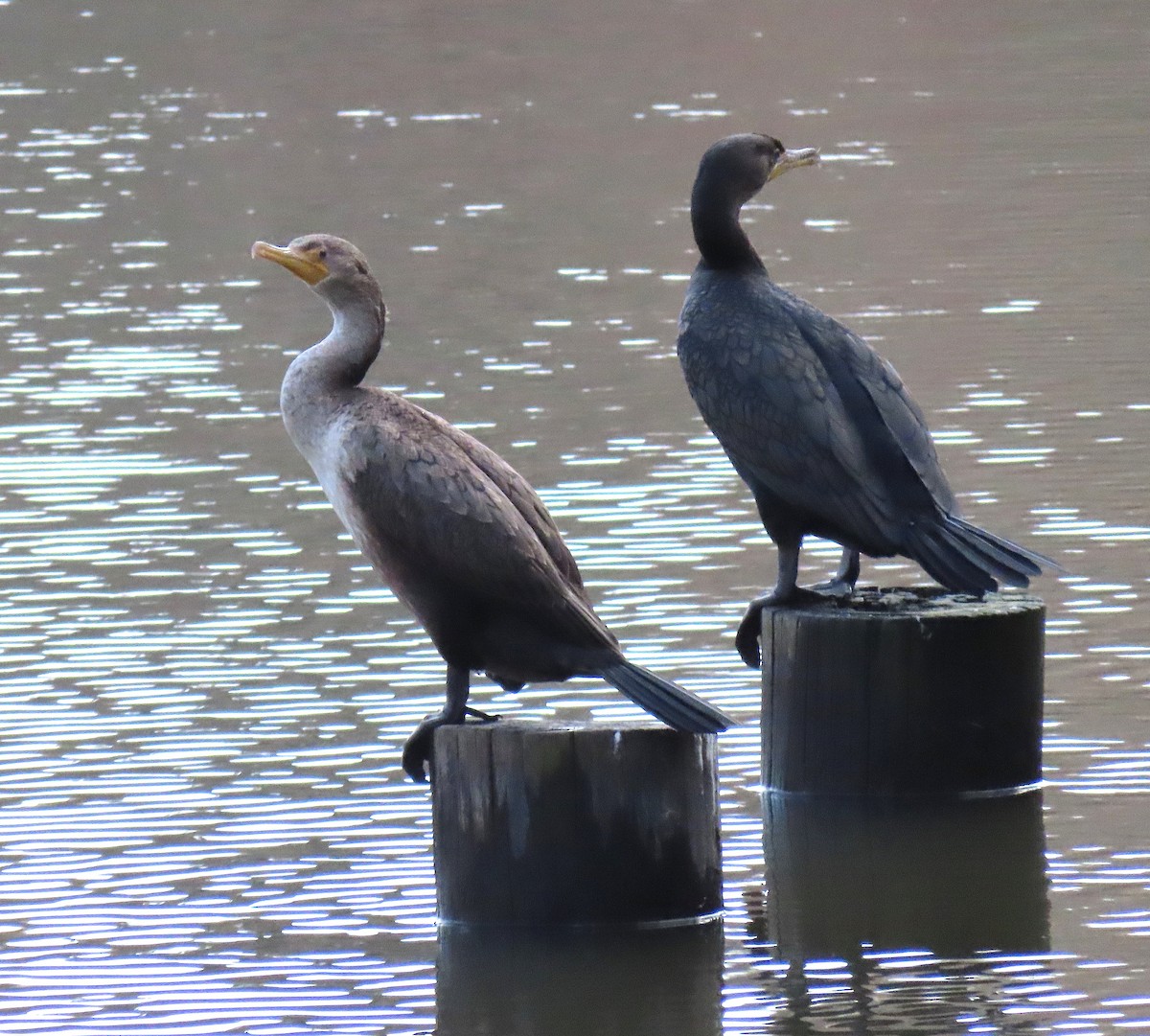 Double-crested Cormorant - ML141963051