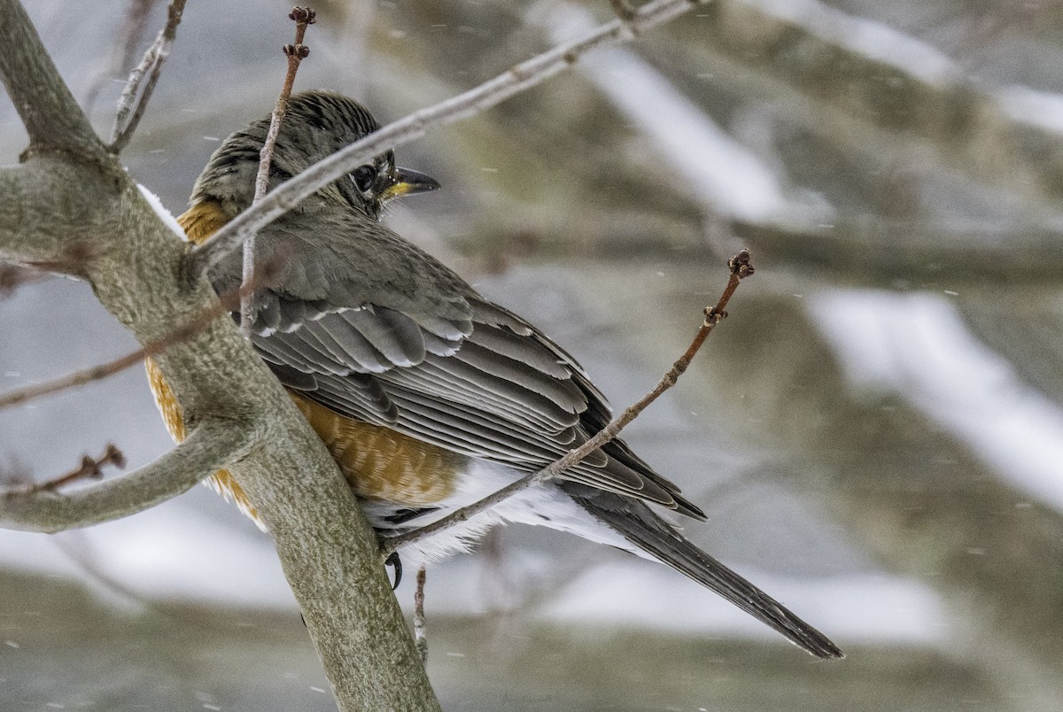 American Robin - Jim Carroll