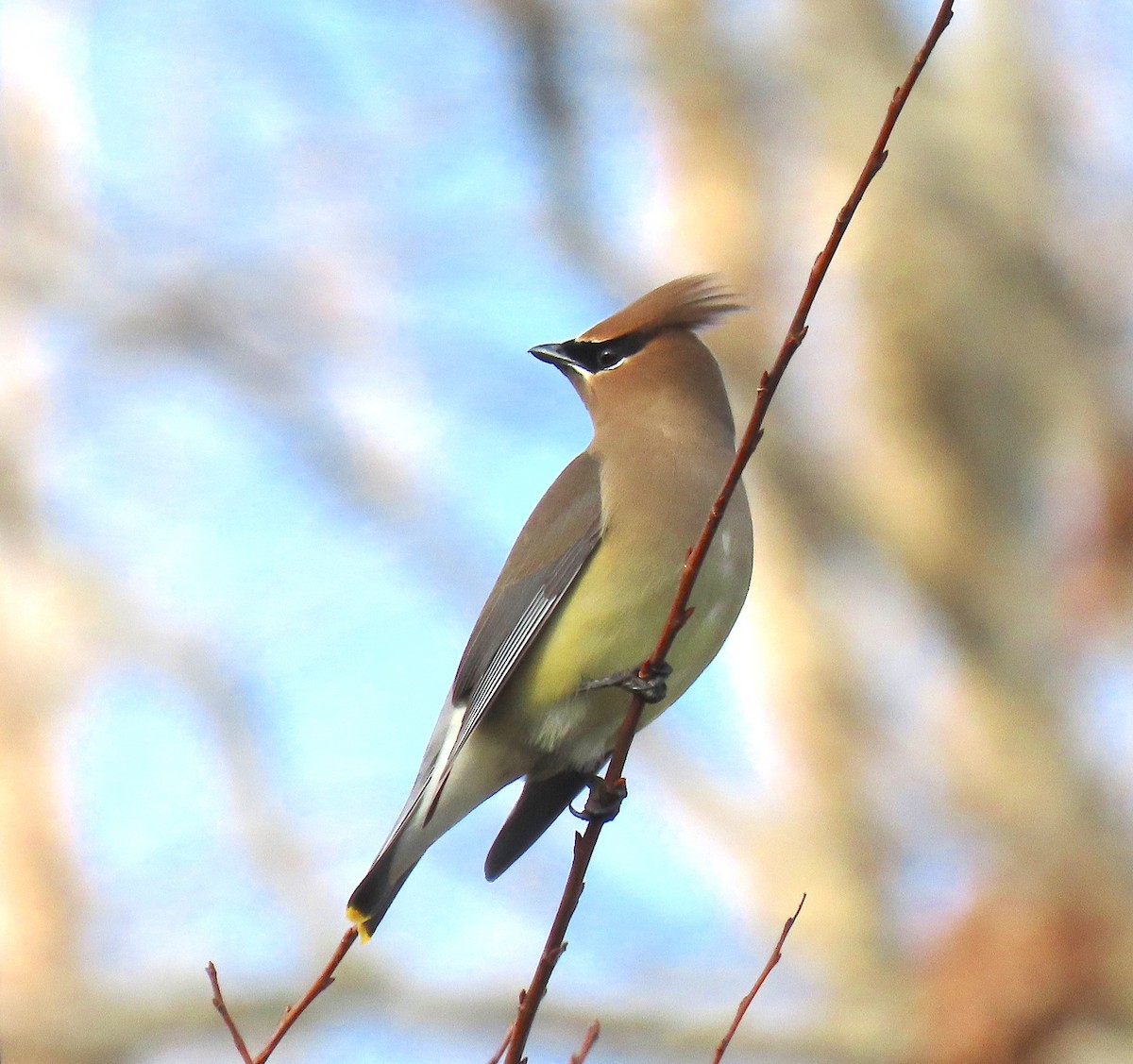 Cedar Waxwing - ML141963171