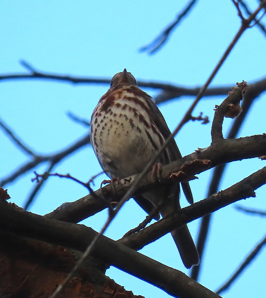 Fox Sparrow - ML141963241