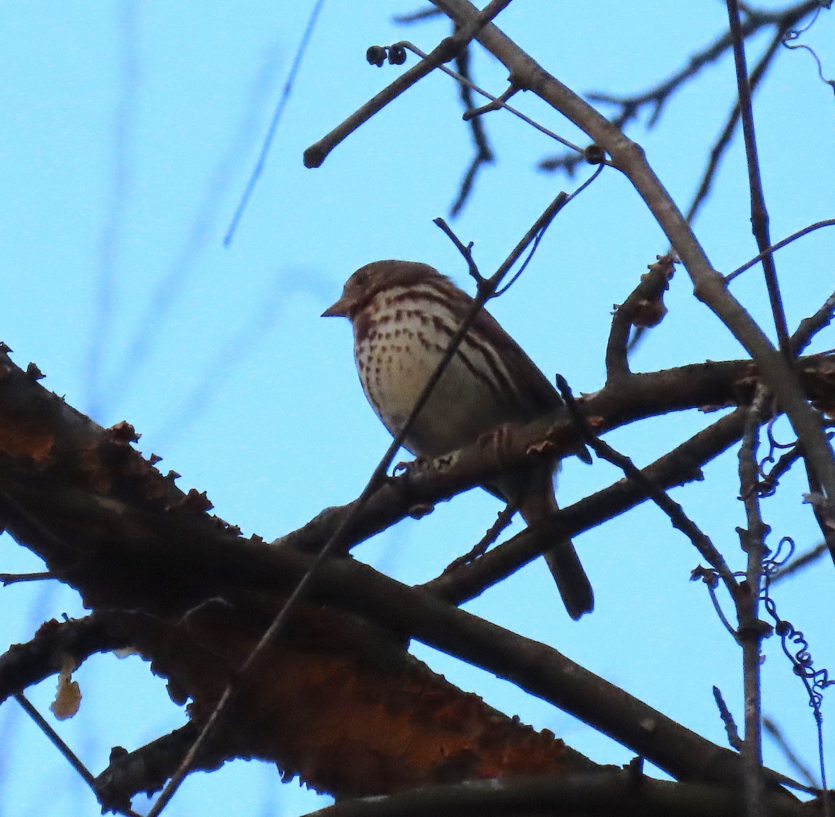 Fox Sparrow - ML141963251