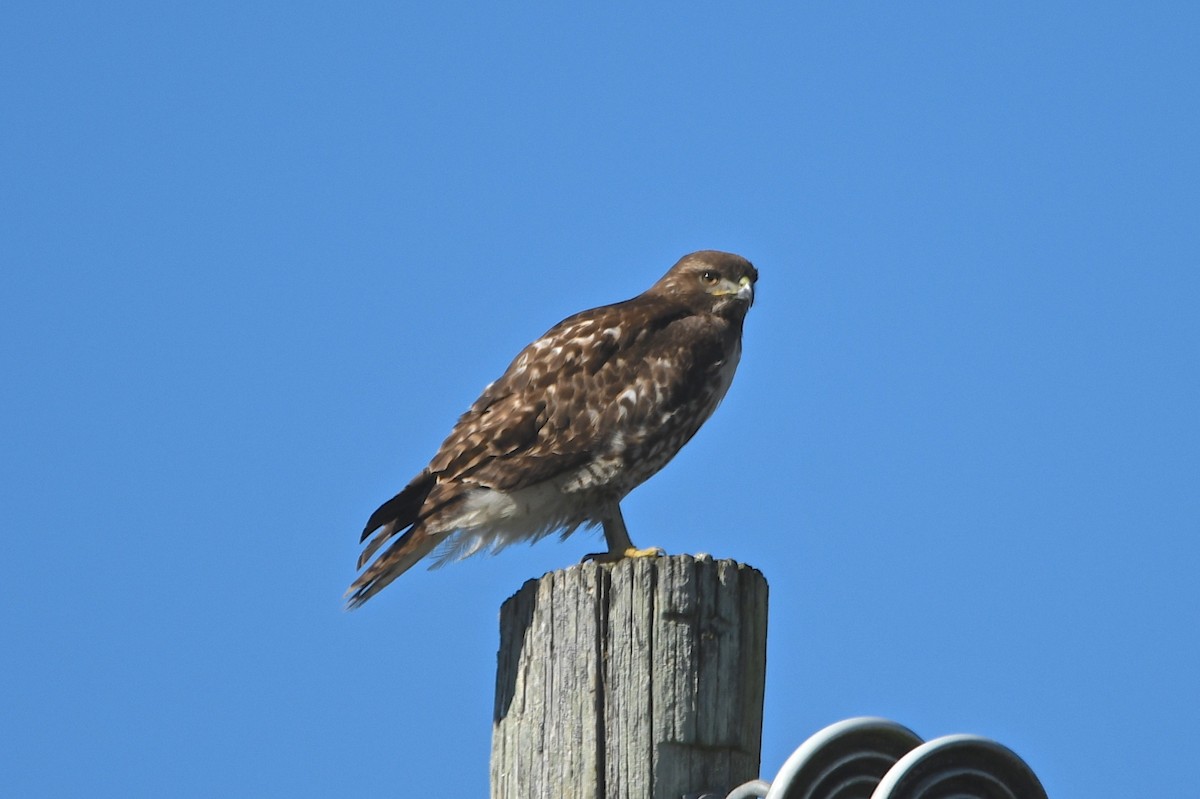Red-tailed Hawk - ML141963261