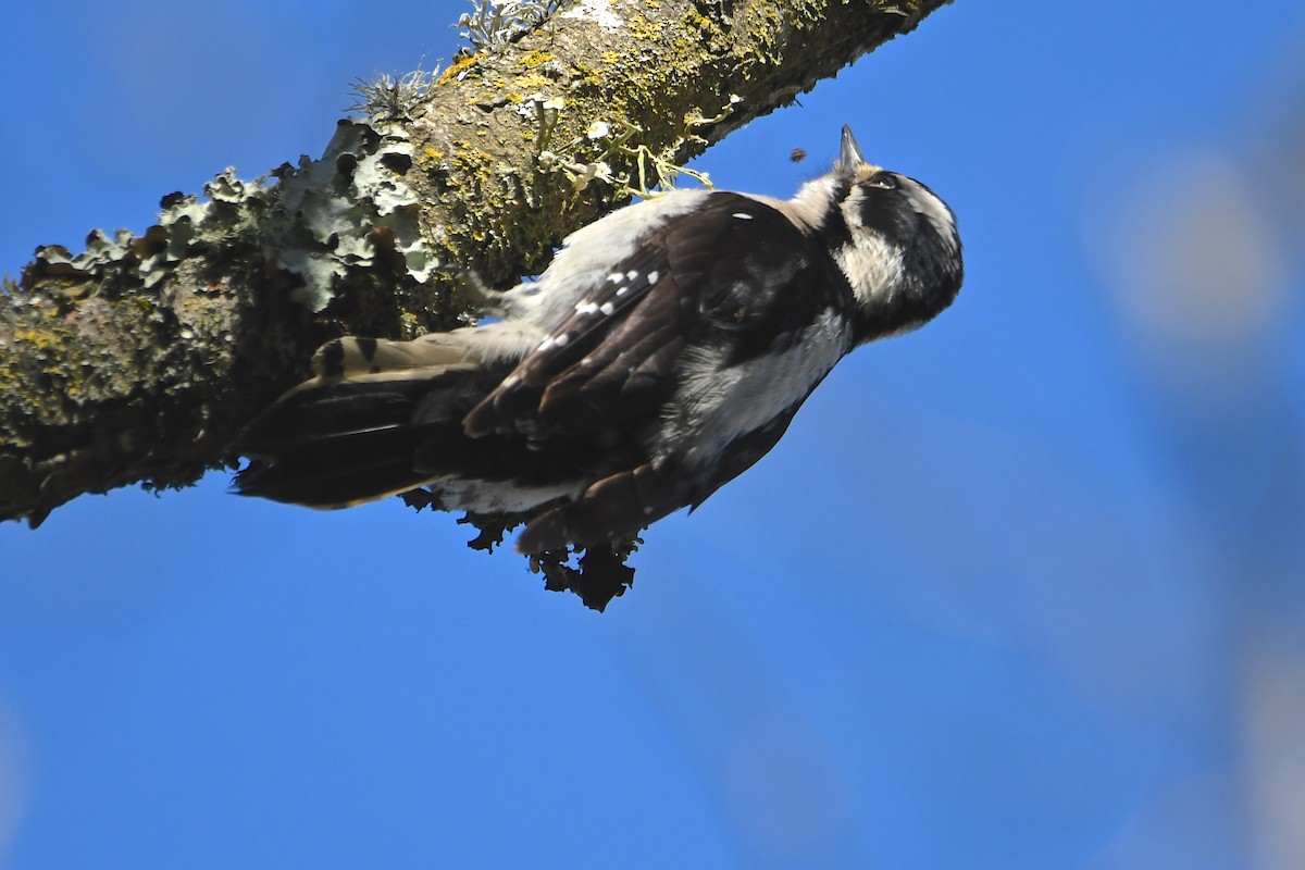 Downy Woodpecker - ML141963381