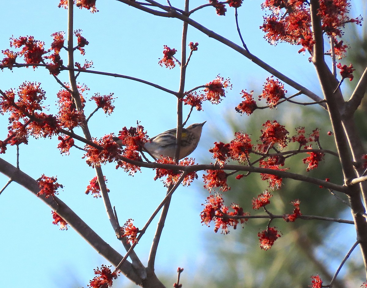 Yellow-rumped Warbler (Myrtle) - ML141963391