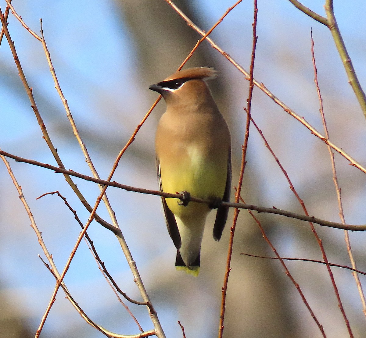 Cedar Waxwing - ML141963421