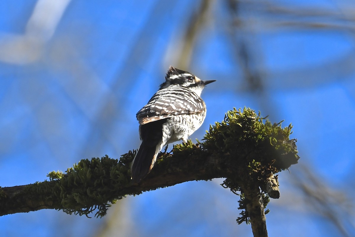 Nuttall's Woodpecker - ML141963441