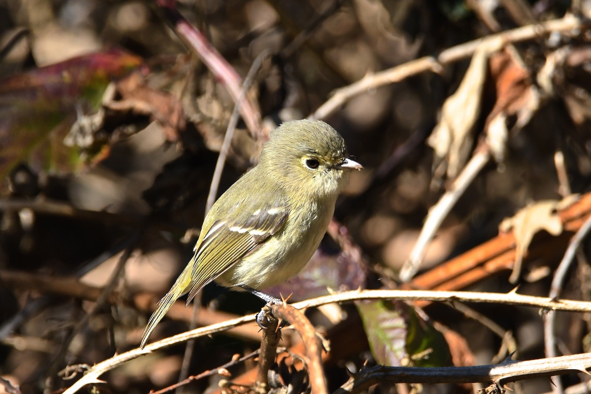 Hutton's Vireo - ML141963531