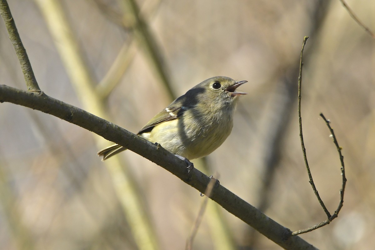 Hutton's Vireo - ML141963611