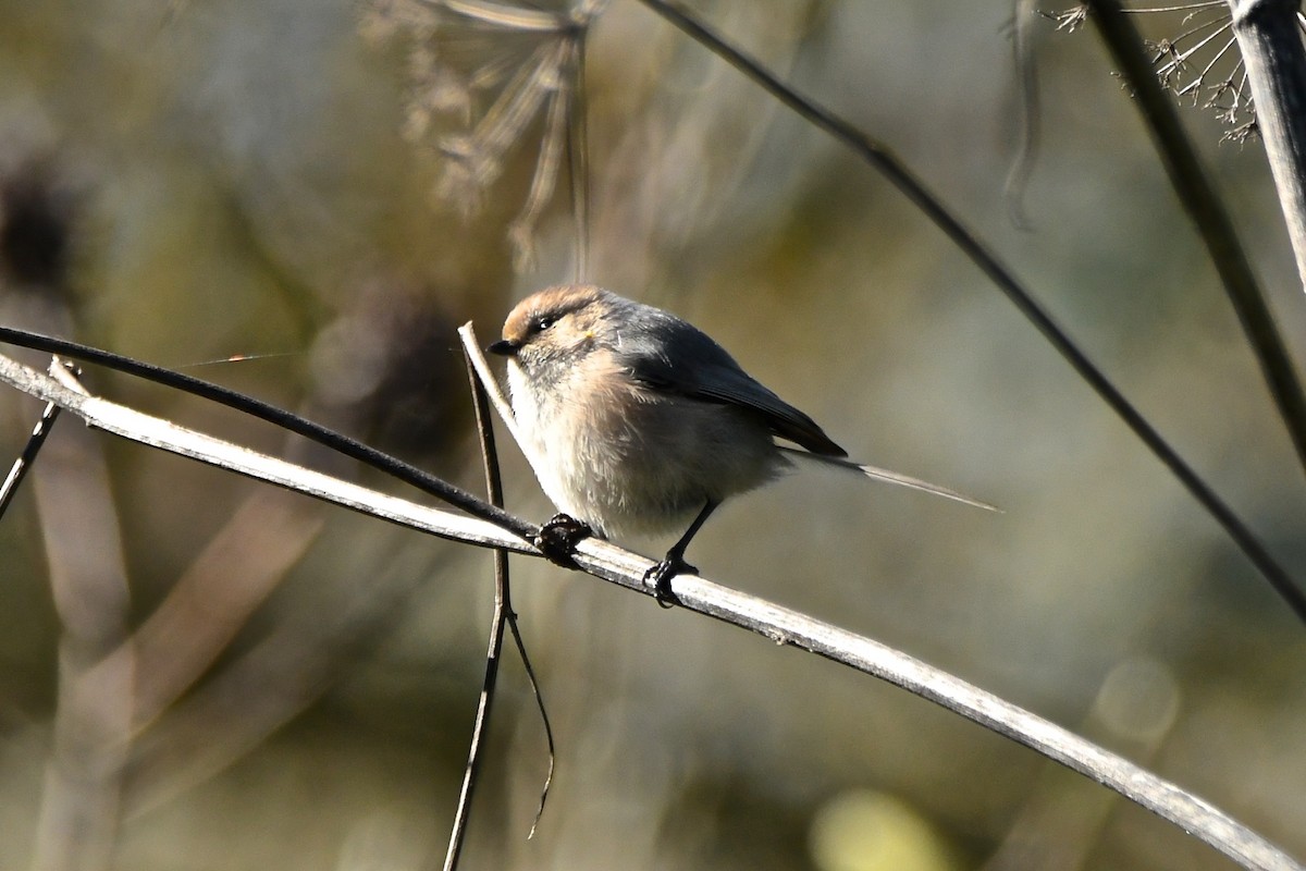 Bushtit - ML141963661