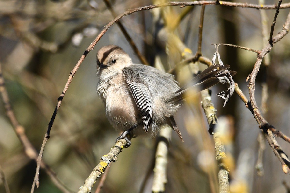 Bushtit - ML141963671