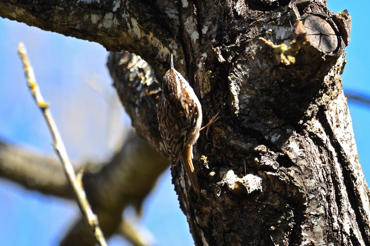 Brown Creeper - ML141963721