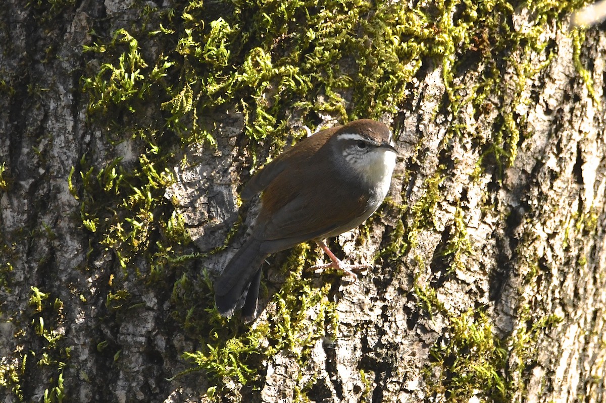 Bewick's Wren - ML141963821