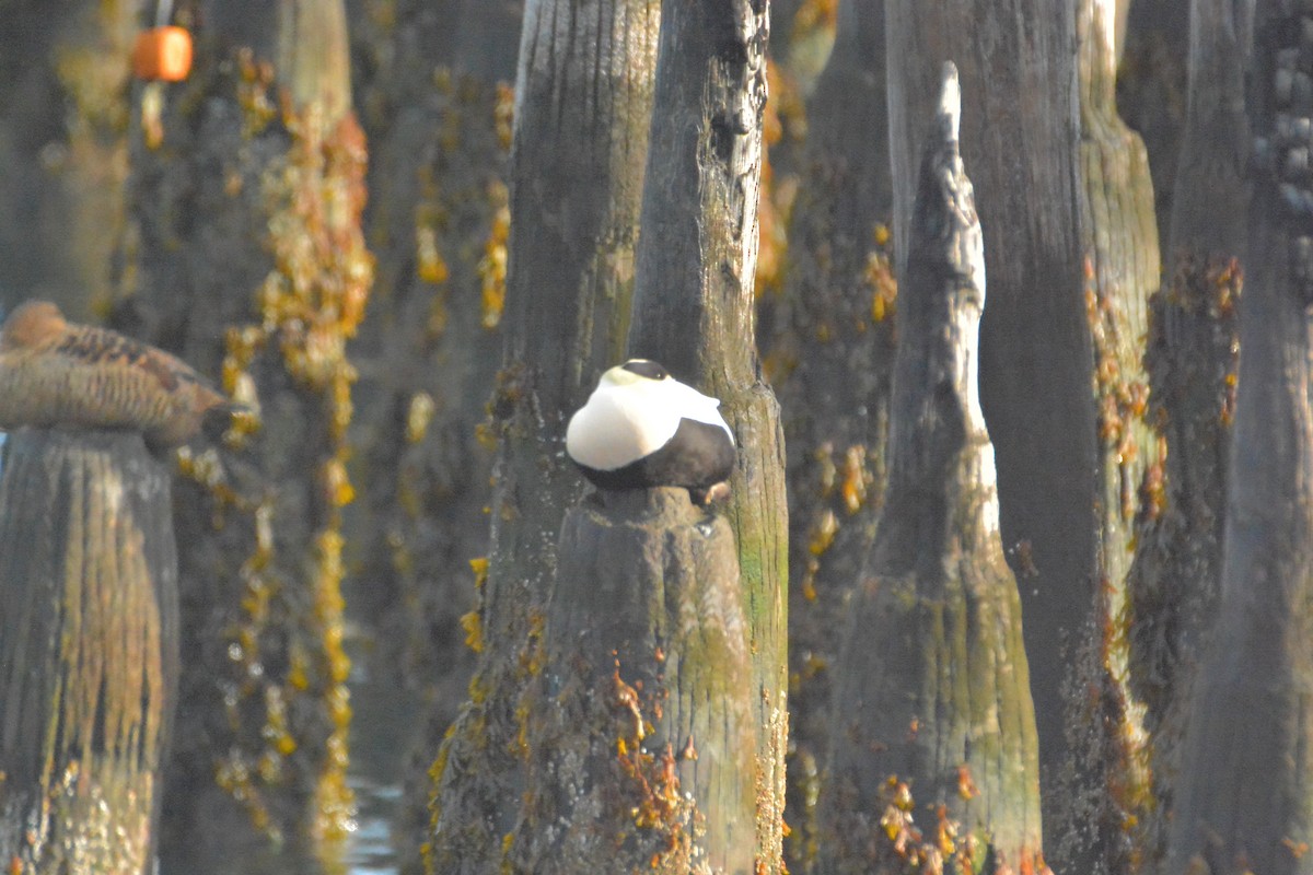 Eider arrunta - ML141963941