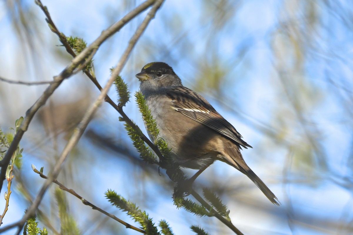 Golden-crowned Sparrow - ML141964071