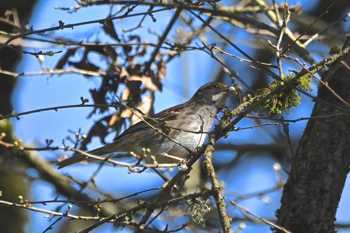 White-throated Sparrow - ML141964171