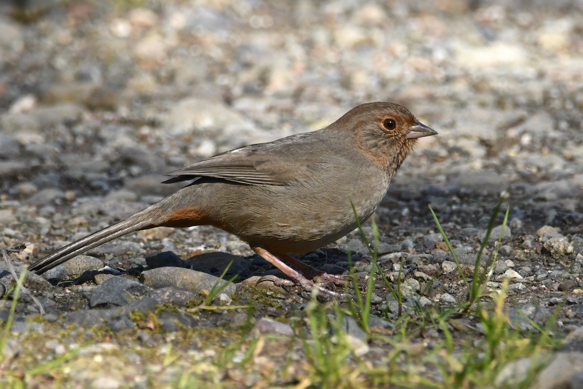 California Towhee - ML141964321