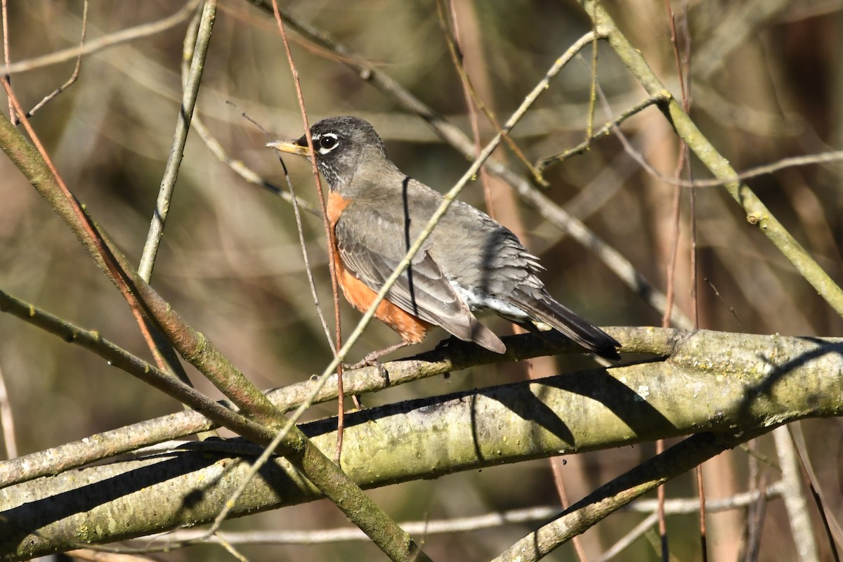 American Robin - ML141964351