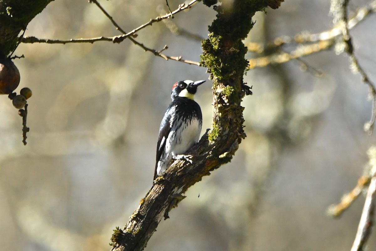 Acorn Woodpecker - ML141964431