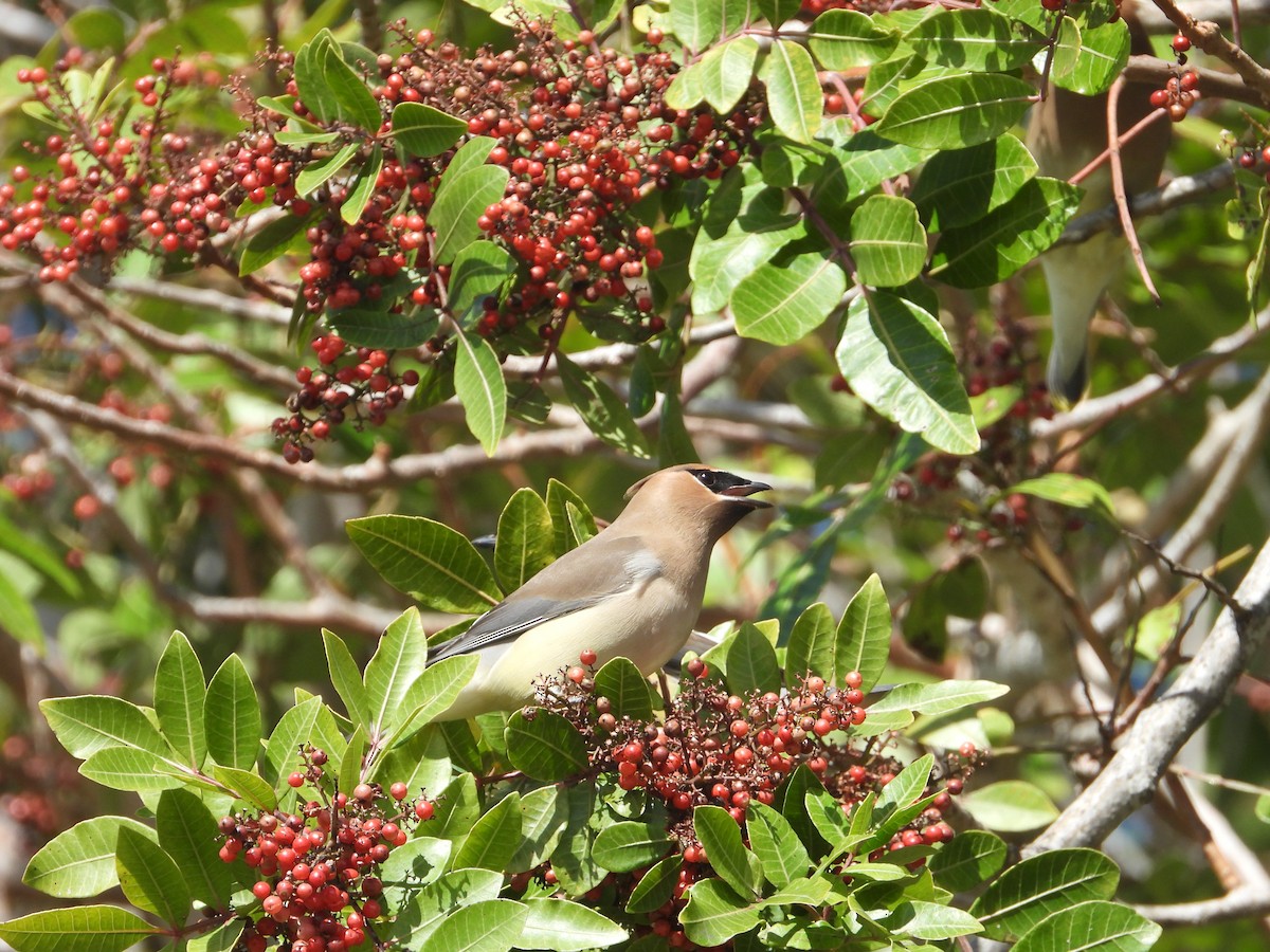 Cedar Waxwing - ML141964491