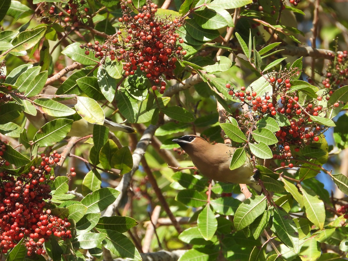 Cedar Waxwing - ML141964501