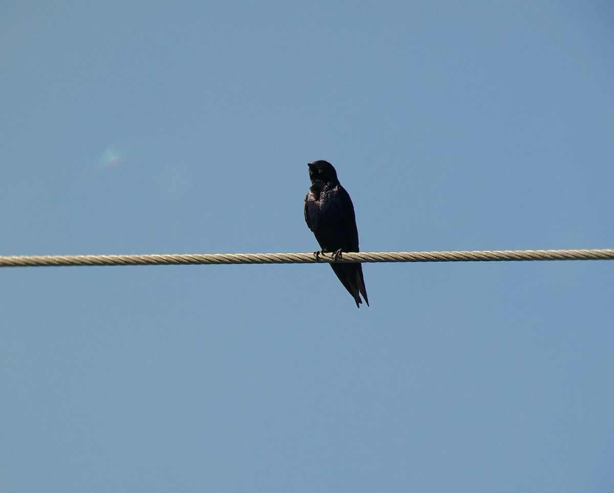 Purple Martin - Dave Slager