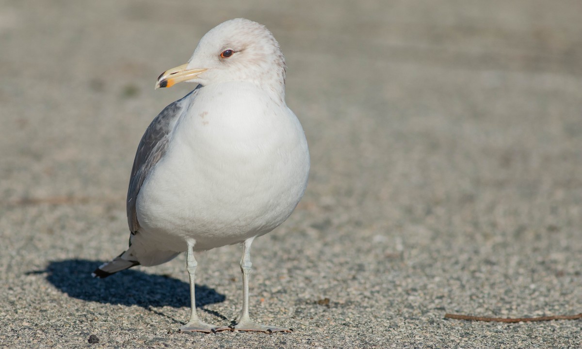 California Gull - ML141965851